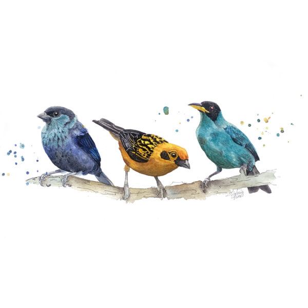 Taller de ilustración científica de aves - Image 2