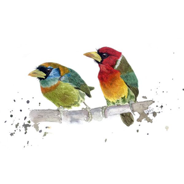Taller de ilustración científica de aves - Image 3